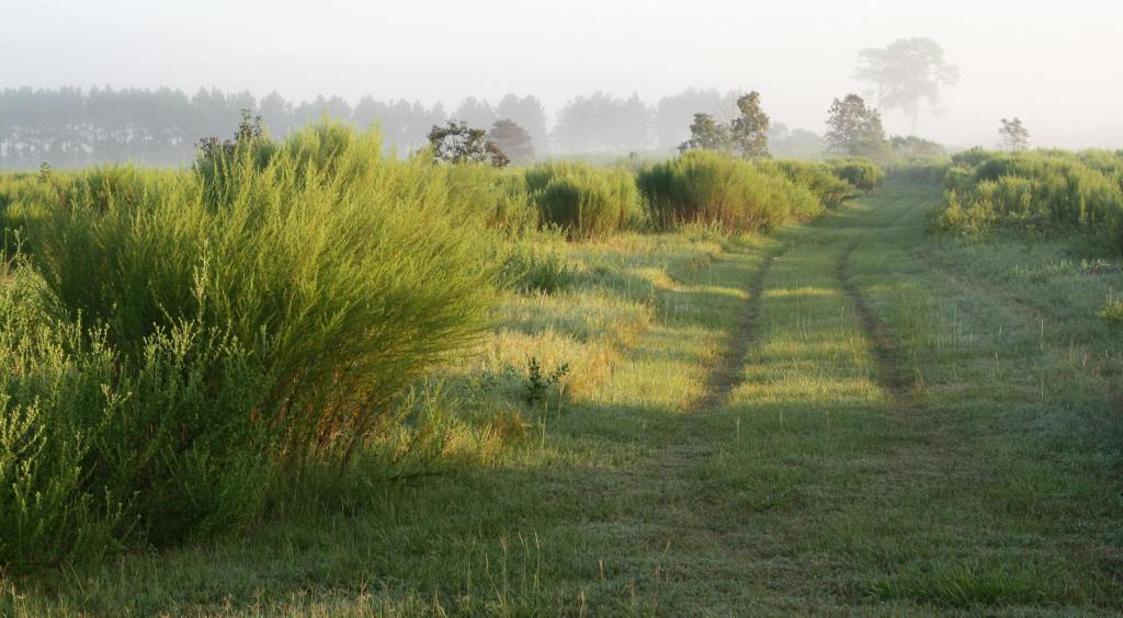 Solitude and the Shape of Creative&nbsp;Trust